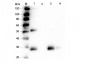 Anti-Rat IgG F(ab')2  (Alkaline Phosphatase Conjugated) Secondary Antibody